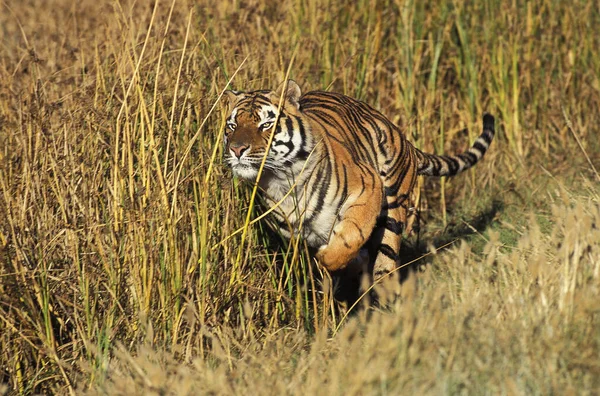 Bengaalse Tijger Panthera Tigris Tigris Rijdende Volwassene — Stockfoto