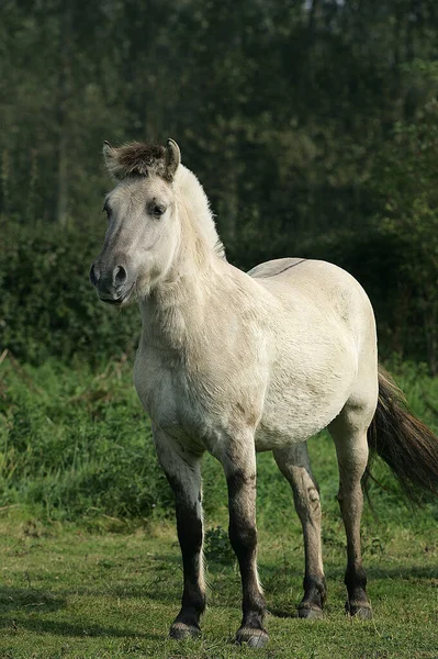 Caballo Fiordo Noruego Fondo Natural — Foto de Stock