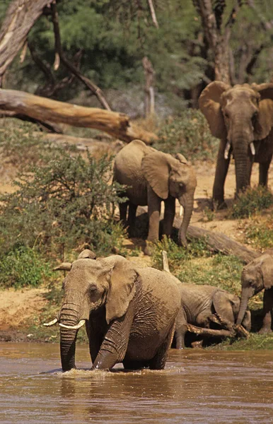 Elefante Africano Loxodonta Africana Rio Cruzamento Grupo Parque Samburu Quênia — Fotografia de Stock
