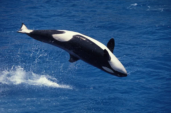 Φάλαινα Δολοφόνος Orcinus Orca Ενηλίκων Παραβίαση — Φωτογραφία Αρχείου
