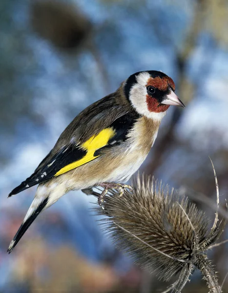 Chardonneret Carduelis Carduelis Mâle Debout Sur Chardon — Photo