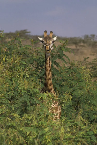 Girafa Rothschild Girafa Camelopardalis Rothschildi Cabeça Emergente Das Árvores — Fotografia de Stock