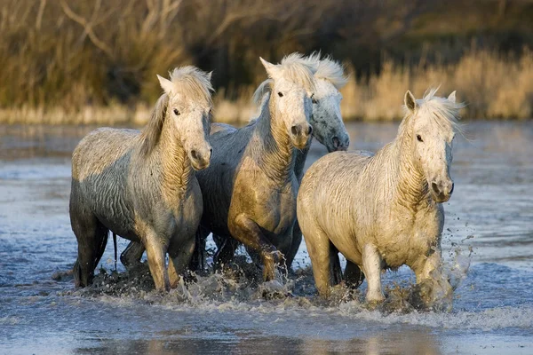 Camargue Horse Herd Walking Swamp Saintes Maries Mer South East — стокове фото