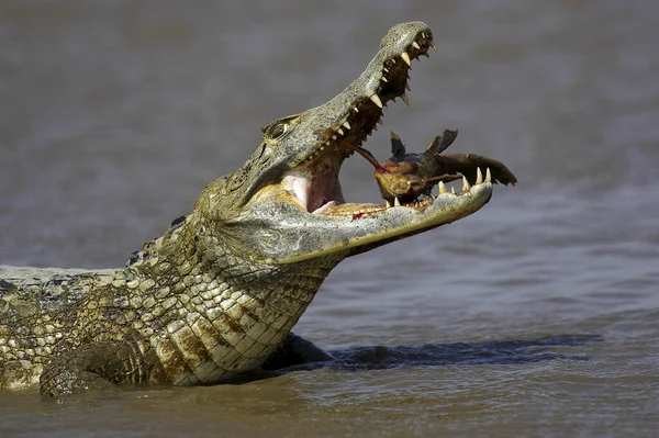 Spectacled Caiman Caiman Crocodilus Fish Its Mouth Los Lianos Venezuela — ストック写真