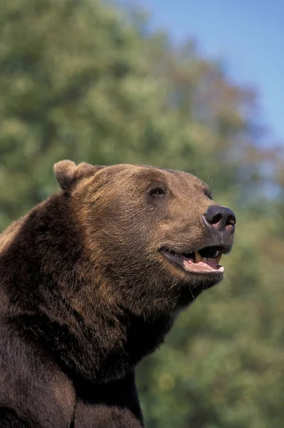 Бурый Медведь Ursus Arctos Портрет Взрослого — стоковое фото