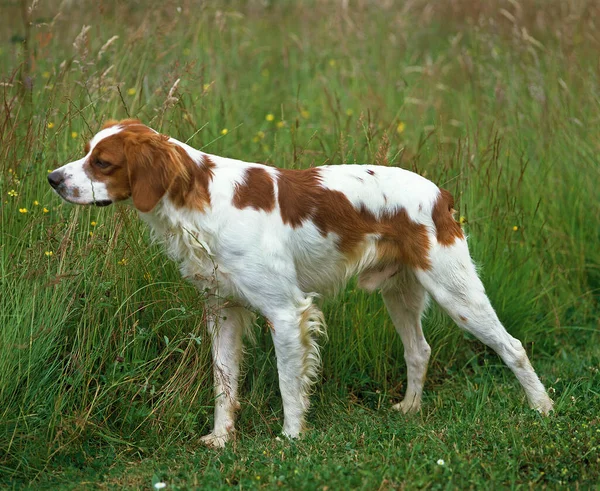 Brittany Spaniel Dog Standing Grass — Stock Photo, Image