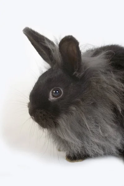 黑白背景下的黑矮兔 — 图库照片