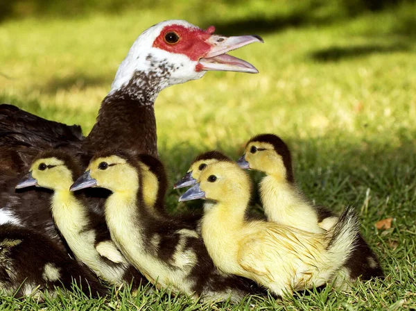 Canard Musqué Cairina Moschata Mère Canetons — Photo