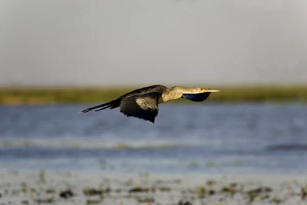 Anhinga American Darter Anhinga Anhinga Vuelo Los Lianos Venezuela — Foto de Stock