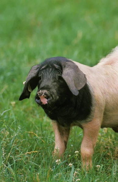 Basque Domestic Pig French Breed — Zdjęcie stockowe