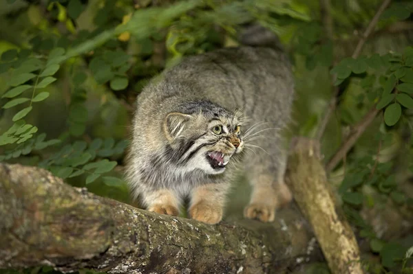 Manul Pallas Cat Otocolobus Manul Adulto Branch Snarling — Fotografia de Stock