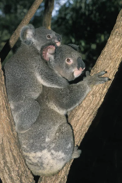 Koala Phascolarctos Cinereus Matka Młode Australia — Zdjęcie stockowe