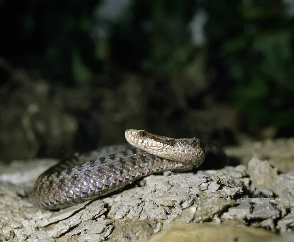 眼镜蛇 自然背景 — 图库照片