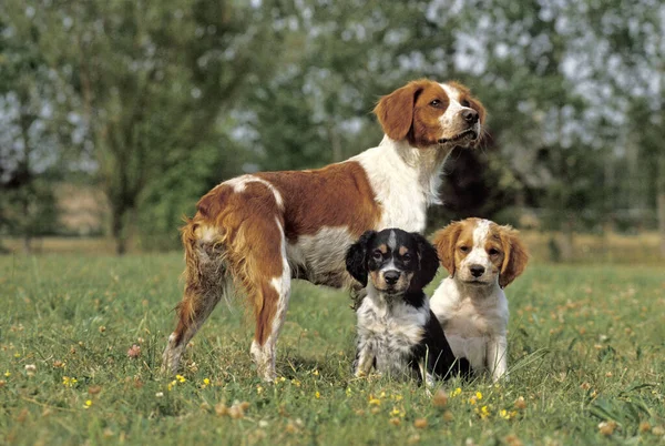 Brittany Spaniel Mãe Com Filhote Grama — Fotografia de Stock