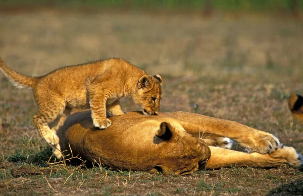 African Lion Panthera Leo Mother Cub — стокове фото