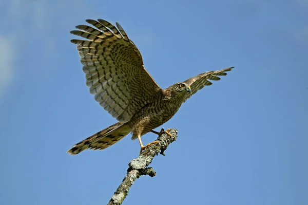 European Sparrowhawk Accipiter Nisus Taking Branch Normandy — Stock Photo, Image