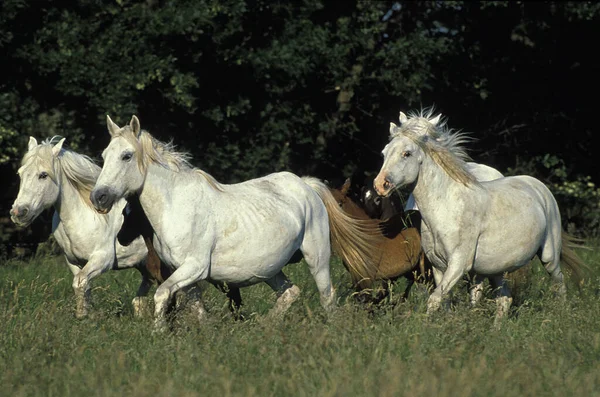 Camargue Horse Herd Trotting Saintes Maries Mer South East France — 스톡 사진
