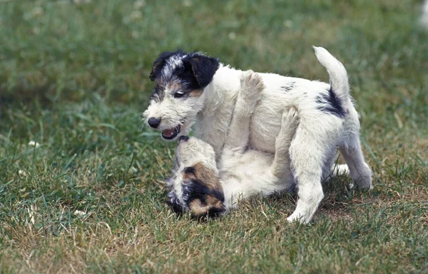 Wire Haired Fox Terrier Παίζοντας Pup — Φωτογραφία Αρχείου