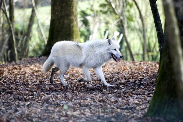 Lobo Ártico Canis Lupus Tundrarum — Fotografia de Stock