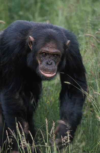 Chimpancé Pan Trogloditas Adulto — Foto de Stock