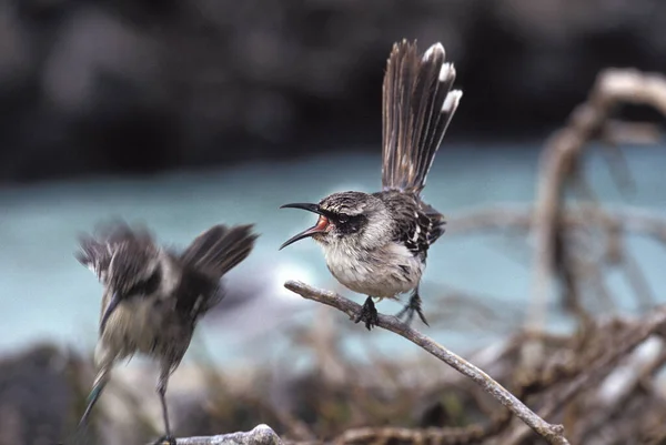 Galapagos Mockingbird Nesomimus Parvulus Adult Singing Galapagos Islands — 스톡 사진