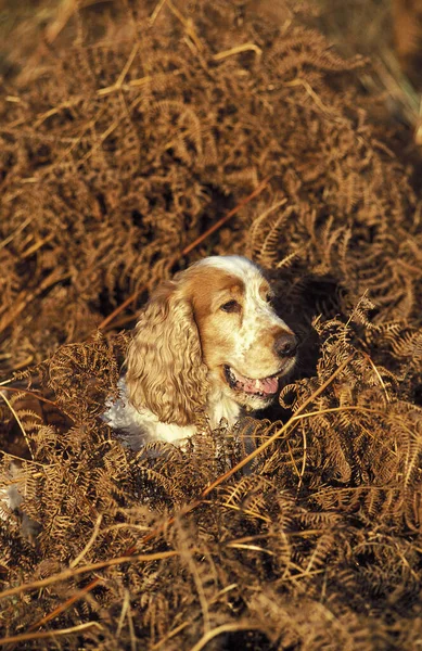 Cocker Spaniel Inglés Dog Laying Ferns — Foto de Stock