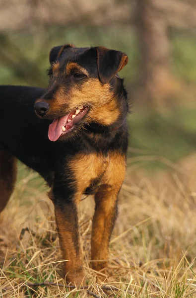 Jagd Terrierまたはドイツの狩猟テリア犬 — ストック写真
