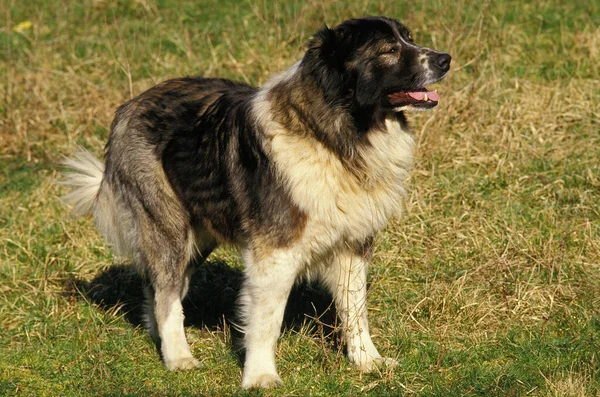 Caucasian Shepherd Dog Breed Russia — стокове фото