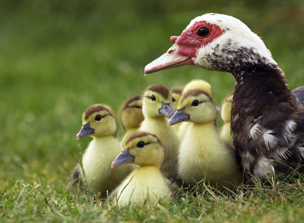 Muskovy Duck Cairina Moschata Mother Ducklings — 스톡 사진
