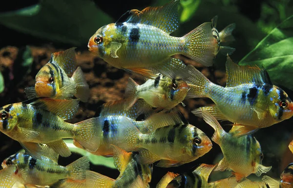 Ram Alemão Azul Mikrogeophagus Ramirezi — Fotografia de Stock