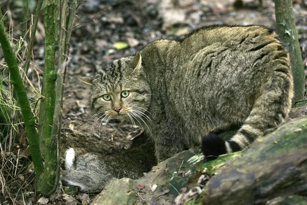 欧洲野猫 长毛猫 带着猎杀 一只兔子 — 图库照片