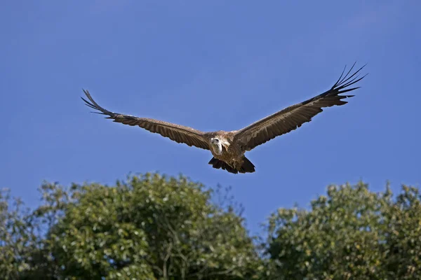 Buitre Leonado Gyps Fulvus Vuelo — Foto de Stock