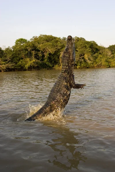 Caïman Lunettes Crocodile Caïman Saut Adulte Dans Rivière Los Lianos — Photo