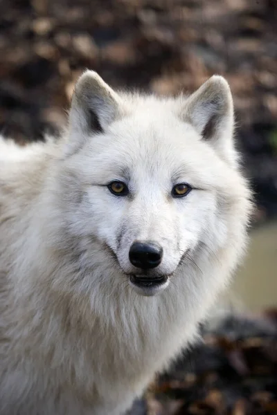 Retrato Del Lobo Ártico Canis Lupus Tundrarum — Foto de Stock