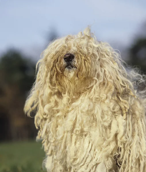 Ungerska Puli Dog Porträtt — Stockfoto