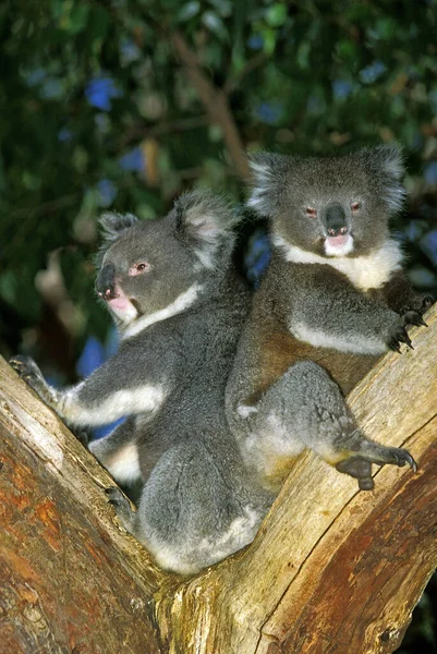 Koala Phascolarctos Cinereus Branch Álló Felnőttek — Stock Fotó