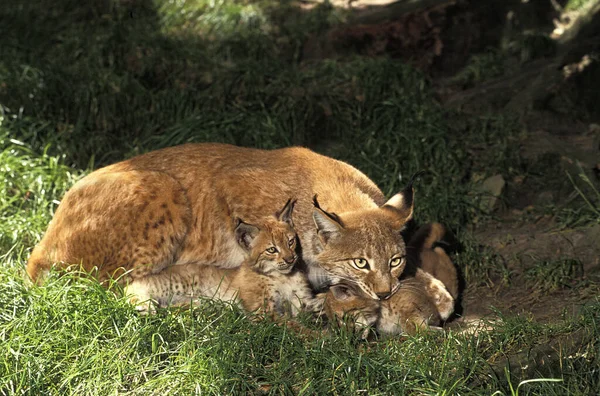 Europeu Lynx Felis Lynx Mãe Filhote — Fotografia de Stock