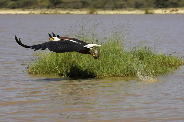 Águila Pescadora Africana Haliaeetus Vocifer Adulto Vuelo Pesca Lago Baringo — Foto de Stock