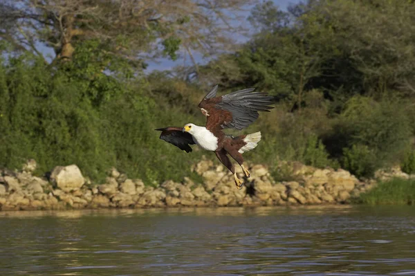 Águila Pescadora Africana Haliaeetus Vocifer Adulto Vuelo Pesca Lago Baringo — Foto de Stock