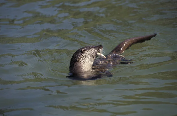 European Otter, lutra lutra, Adult with a Fish in its Mouth