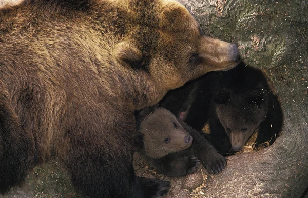 Brown Bear Ursus Arctos Mother Cub — Stock Photo, Image