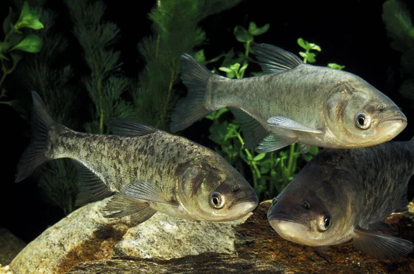 Silver Carp Hypophthalmichthys Molitrix — 스톡 사진