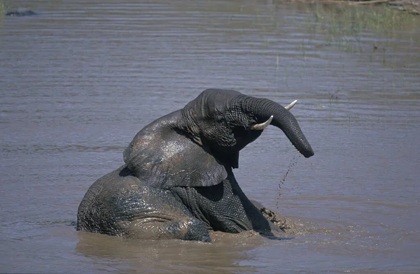 Elefante Africano Loxodonta Africana Joven Bañándose Río Samburu Park Kenia — Foto de Stock