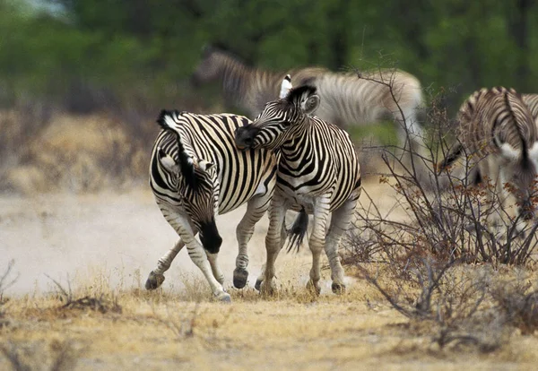 Burchell Zebra Equus Burchelli Mužský Boj Park Masai Mara Keni — Stock fotografie