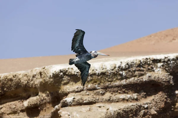 Pelícano Peruano Pelecanus Thagus Vuelo Isla Ballestas Reserva Paracas Perú — Foto de Stock