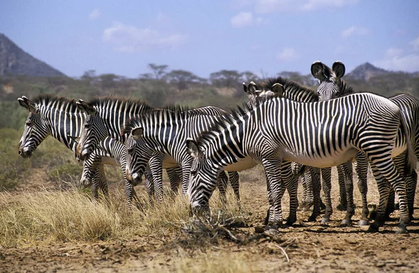 Grevy Zebra Equus Grevyi Herd Samburu Park Кения — стоковое фото