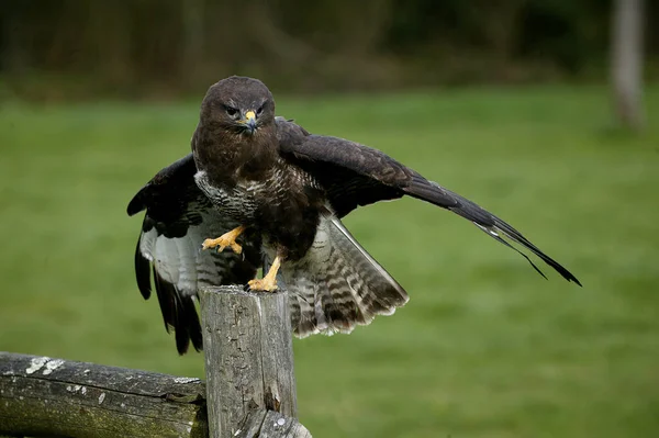 Κοινή Buzzard Buteo Buteo Απογείωση Στην Πτήση Νορμανδία — Φωτογραφία Αρχείου