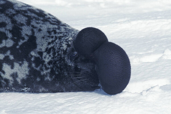 Hooded Seal, cystophora cristata, Male standing on Ice Floe, The hood and membrane are used for aggression display when threatened and as a warning during the breeding season, Magdalena Island in Quebec, Canada  
