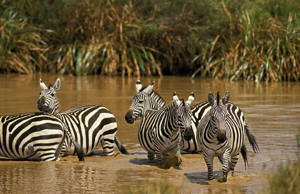 Burchell Zebra Equus Burchelli Group Water Hole Masai Mara Park — Stock Fotó
