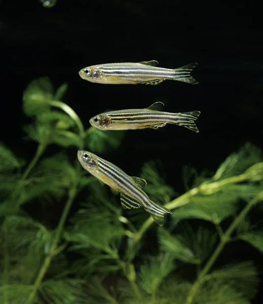 Zebra Fish Brachydanio Rerio — Stok fotoğraf